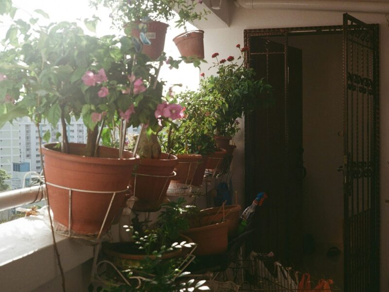a balcony with potted plants on a sunny day