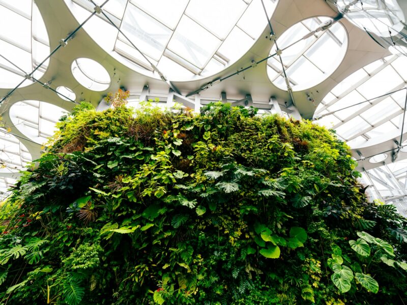 Lush green plants under a modern glass ceiling.